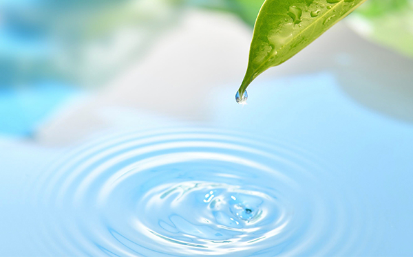 A leaf with a water droplet